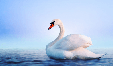 A swan on water with a blue background.